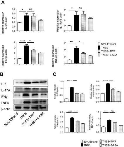 Figure 2 TWP suppresses intestinal mucosal pro-inflammatory mediator production in rats. (A) Colon tissues were collected from the control group, TNBS group, TNBS+TWP group, and TNBS+5-ASA group. mRNA expression of IL-6, IL-17A, IFNγ, and TNFα was measured by qRT-PCR. Statistically analysis was using 2−ΔΔCt. (B and C) Western blotting analysis of protein level of IL-6, IL-17A, IFNγ, and TNFα in colon. Gene and protein expression were normalized to β-actin. *p<0.05, **p<0.01, ***p<0.001. ****p<0.0001.