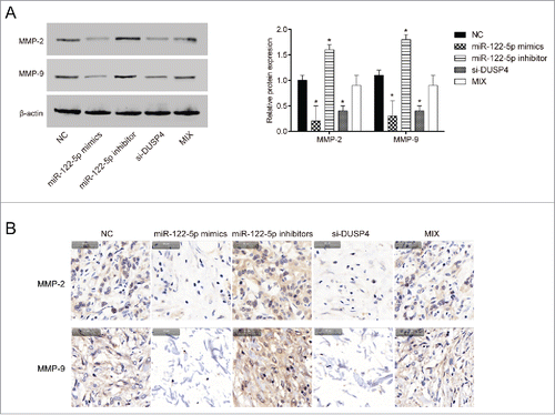 Figure 5. MiR-122-5p influenced the expression of MMP2 and MMP9 proteins in gastric cancer by regulating DUSP4 (A-B) The protein expressions of MMP2 and MMP9 were observantly down-regulated in BGC-823 cells transfected with miR-122-5p mimics or si-DUSP detected by western blot and immunohistochemistry. Conversely, the expressions of MMP2 and MMP9 were significantly up-regulated in BGC-823 cells transfected with miR-122-5p inhibitor. The expressions of MMP2 and MMP9 in MIX group were equivalent to those in NC group. *P < 0.05, compared with NC group.