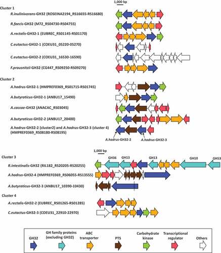 Figure 6. Gene arrangements surrounding GH32 proteins found in butyrate-producing bacteria. Range of locus tags of the genes shown are indicated in parenthesis. A.hadrus-GH32-2 of cluster 2 and A.hadrus-GH32-3 of cluster 4 formed a single PUL. The gene encoding A.butyraticus-GH32-3 contains a stop codon (shown as a black line in the gene) and is separated into two coding sequences based on genomic data. The presence of the stop codon was re-confirmed by Sanger-sequencing