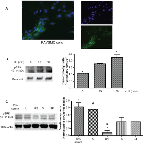 Figure 5 Characterization of PAVSMC. A) PAVSMC were immunostained with antimyosin smooth muscle cell-specific antibody to identify if cultured cells are composed of vascular smooth muscle cells. Merged image of cultured PAVSMC depicts positive antimyosin smooth muscle cell staining (left image). Antimyosin smooth muscle cell antibody is highlighted by the green stain (top image), and the nuclei staining is identified with DAPI, which is shown in blue (bottom image). B) A representative immunoblot demonstrates that urotensin II induces ERK phosphorylation in a time-dependent manner. Densitometry analysis was conducted on Western blots (n = 3, *P ≤ 0.05. C) and D) A representative Western blot demonstrating that CaMKK blocks urotensin II receptor-induced phosphorylation of ERK (10% serum and 10% fetal bovine serum in media (n = 2, *P ≤ 0.05, #P ≤ 0.05).