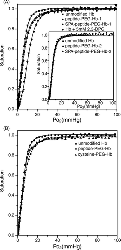 Figure 7.  Oxygen dissociation curves for various Hbs. The oxygen dissociation curve was obtained using the PCA (1.4 mM)/PCD (0.06 units/ml) enzyme system. 10 M (in heme) of various Hbs was dissolved in the buffer containing 8.3 g/L NaCl, 20 mM HEPES pH 7.4, and 1 mM EDTA. The data were analyzed using SVD algorithm against oxy-, deoxy-, and metHb standard spectra. (A) unmodified Hb (squares), peptide-PEG-Hb-1/Hb (molar ratio 1:1) (circles), SPA-peptide-PEG-Hb-1 (triangles), and unmodified Hb + 5 mM 2,3-DPG (inverse triangles). The inset shows unmodified Hb (squares), peptide-PEG-Hb-2/Hb (molar ratio 1:1) (circles), SPA-peptide-PEG-Hb-2 (triangles). (B) unmodified Hb (squares), peptide-PEG-Hb-1/Hb (molar ratio 1:1) (circles), cysteine-PEG-Hb/Hb (molar ratio 1:1) (triangles).