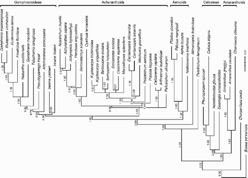 Figure 4. 50%‐majority‐rule‐consensus tree of the Bayesian analysis with posterior probabilities above branches. Mean branch lengths of the trees sampled from the posterior distribution are shown; the scale bar represents 0.01 substitutions per site. The maximum likelihood tree is identical in topology (with polytomies resulting from collapsing very short branches). Clade names follow Müller & Borsch (Citation2005).