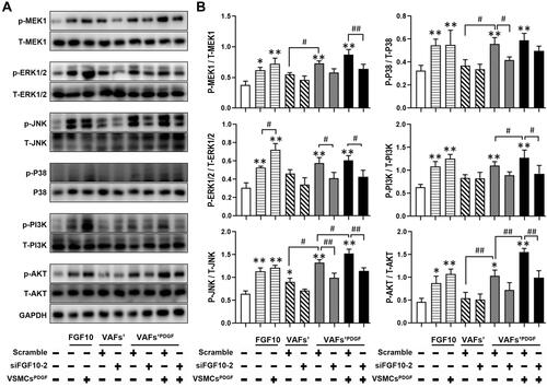 Figure 6 FGF10 regulates MAPK and PI3K-AKT pathways in VSMCs. MAPK and PI3K signaling molecules in co-cultured VSMCs under conditions exactly same to Figure 3D were analyzed by WB (A) and their quantitative analyses (B), n=3. *p<0.05; **p<0.01 vs Ctl. #p<0.05; ##p<0.01 between two groups as marked.