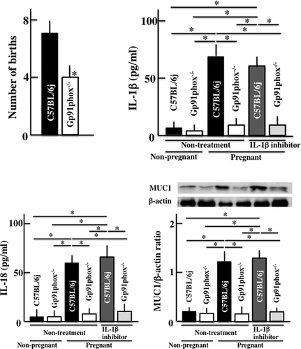 Figure 4. Effects of an IL-1β inhibitor on gp91phox−/- mice. Effects of IL-1β inhibition on the number of births, plasma levels of IL-1β and IL-18, and expression of MUC1 in the uterus in graviditas C57BL/6j and gp91phox−/- mice. These values did not change in non-treated and treated pregnant wild type mice. The values are presented as the means ± SD of data from six animals. *p<0.05.