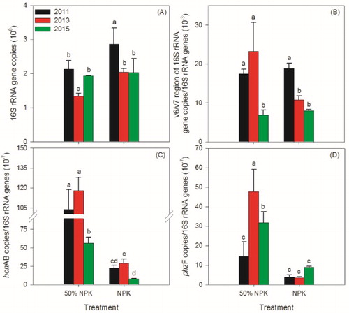 Figure 2. Effects of reducing chemical fertilizer use on abundance of bacteria (A), relative abundances of pseudomonas (B), HCN-producing pseudomonas (C), and phenazine-producing pseudomonas (D). 50% NPK represents reducing half-rate routine chemical fertilizer and only applied at full-bloom stage. Different lowercase letters indicate significantly different by Duncan’s multiple range test (p < .05).