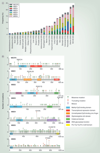 Figure 4.  Mutations in the methyl-binding domain family identified in cancer. (A) Frequency of MBD mutations across different cancer tissue types, showing the number of donors for each type in parentheses. The results shown here are based upon data generated by the TCGA Research Network: [Citation188]. The mutational frequency of each individual MBD protein is shown in the stack graph. (B) Plots showing the location of individual nonsynonymous mutations across each MBD protein from TCGA visualized in cBioPortal for Cancer Genomics [Citation189]. Green: missense mutation; red: truncating mutation (nonsense, nonstop, frameshift deletion, frameshift insertion, splice site); purple: residues that are affected by different mutation types at the same proportion. The cBioPortal links as follows: MBD1: [Citation190]; MBD2: [Citation191]; MBD3: [Citation192], MBD4: [Citation193]; MeCP2: [Citation194]. Protein domain information is depicted and legend is included in the figure.aa: Amino acid(s).