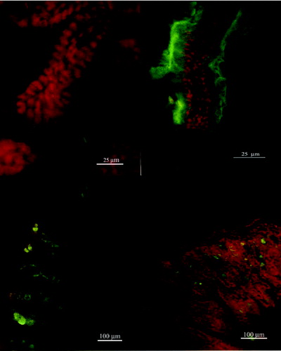 Figure 2. Fluorescent microscopy of gut explants treated with WGA at day 5 to day 30 postpartum. Maximum activity was detected at day 10.