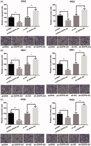 Figure 3. Down-regulation of SDPR-AS promoted the migration and invasion of H522 (A), H661 (B) and H520 (C) cells. Data were presented as mean ± standard deviation. *p < .05, **p < .01 and ***p < .01 compared with corresponding controls.