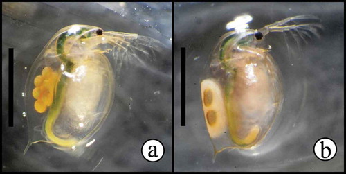 FIGURE 1. Examples of experimental D. magna fed maize leaves. Maize leaf-particles can be seen in the gut of animals. a) D. magna bearing subitaneous eggs. b) D. magna bearing an immature ephippium (protective structure enclosing two dormant eggs). Bars have 2 mm.