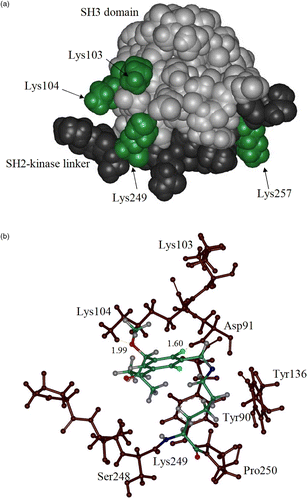 Figure 3 (A) Lysine residues targeted for covalent docking of (8) at SH3/SH2-kinase linker interface. (B) Difluoro analogue (8) covalently bound to Lys249 in Src. Hydrogen bond distances in Å.