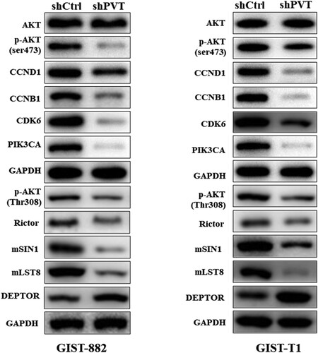 Figure 4. PVT1 promotes the proliferation of GIST cells through PI3K–AKT–mTOR pathway. (A) The expression levels of key proteins associated with PI3K–AKT–mTOR signaling were detected by Western blot. GAPDH was used as the internal control.
