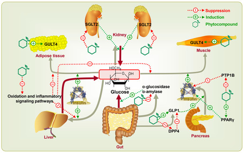 Figure 1 Multiple therapeutic targets of phytocompounds for T2DM treatment.