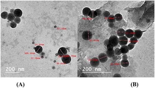 Figure 6. (A) TEM of SeNPs and (B) TEM of SeNPs loaded onto (5b and 7d).