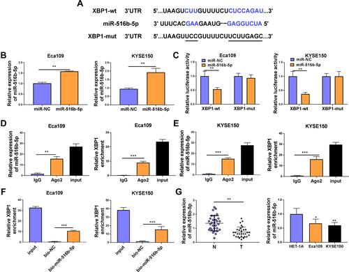 Figure 3 XBP1 is a target of miR-516b-5p in ESCC cells. (A) The complementary sequence between miR-516b-5p and XBP1 was predicted by TargetScan software. (B) The transfection efficiency of miR-516b-5p mimics was assessed by RT-qPCR. (C) Dual-luciferase reporter assay was applied to test if miR-516b-5p bound to XBP1 in ESCC cells. (D and E) RIP assay was conducted to test the interaction between miR-516b-5p and XBP1 in ESCC cells. (F) RNA pull down assay was used to verify if miR-516b-5p interacted with XBP1 using biotinylated miR-516b-5p. Bio-NC was used as the control group. (G) The relative expression of miR-516b-5p was examined in 30 pairs of ESCC tissues and adjacent non-tumor tissues via RT-qPCR. RT-qPCR was used to measure the expression of miR-516b-5p in Eca109, KYSE150 and normal esophageal cell line HET-1A. *P<0.05, **P<0.01, ***P<0.001.