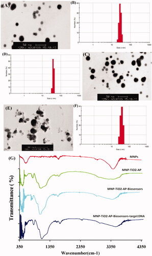 Figure 2. (A) SEM image of MNPs, (B) DLS of MNPs, (C) SEM image of MNP-TiO2-AP-SMCC, (D) DLS of MNP-TiO2-AP-SMCC, (E) SEM of MNP-TiO2-AP-SMCC-biosensors-target DNA, (F) DLS of MNP-TiO2-AP-SMCC-biosensors-target DNA, and (G) IR designed nano-biosensor.