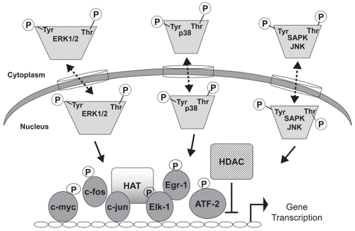 Figure 3 Transcriptional regulation by MAP kinases. Activated MAP kinases enter the nucleus and phosphorylate transcription factors such as Ets, AP-1, or ATF2. Transcription factor binding to cis-elements in the promoters of genes enhances transcription. Transcriptional control is also mediated via histone acetyltransferase (HAT) or histone deactylase (HDAC), which generally mediate activation or repression, respectively. Dashed lines indicate that kinase movement across the nuclear membrane occurs in both directions. Phosphorylation of transcription factors can also take place in the cytoplasm.