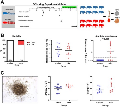 Figure 5. Offspring data. (A) Experimental setup in the offspring study. (B) Mortality (Yates-corrected χ2-test; % shows live piglets), head/body size ratio (Mann-Whitney U-test), and Zika loads in individual amniotic membranes from newborn piglets (Mann-Whitney U-test). There were 11 viable piglets in the Control group with no dead piglets. In the ZIKV group, there were 11 viable and 3 dead piglets. The dotted line represents the limit of detection (LOD). The solid line represents the mean. (C) The colony-forming unit assay. The image represents a granulocyte/macrophage colony-forming unit. The first graph shows the number of CFU-GM (granulocyte/macrophage colony-forming units) in Control and Zika offspring. For each animal, the total number of colonies was counted in 6 technical well replicates and the average is shown. The second graph shows the absolute number of GMP in Control and Zika offspring. GMP: granulocyte/macrophage progenitor cells. CFU-GM were disrupted to single-cell suspension, and the total number of GMP cells was calculated from 6 technical well replicates. Solid lines represent the mean. Mann–Whitney U-test was used to compare the number of CFU-GM and GMP. In all graphs, squares and circles indicate individual piglets.