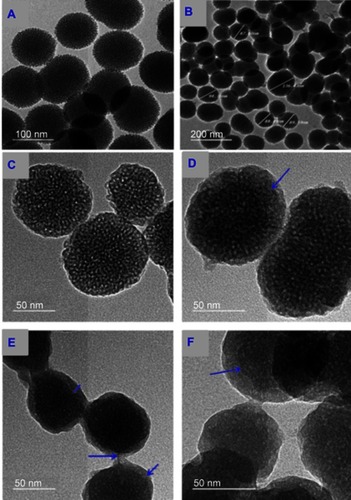 Figure 2 HR-TEM images of synthesized MSNs before and after drug loading and coating with polymer shells.Notes: MSNs at 100 nm scale (A) and at 200 nm scale (B). The morphological structure differences at all stages of preparations are seen MSNs (C), MSNTQ (D), MSNTQ-CS (E), and MSNTQ-WA (F).Abbreviations: HR-TEM, high-resolution transmission electron microscopy; MSN, mesoporous silica nanoparticles; MSNTQ, MSNs loaded with TQ as core; MSNTQ-CS, MSNTQ coated with the shell consists of chitosan and stearic acid; MSNTQ-WA, MSNTQ coated with the shell consists of whey protein and gum Arabic.