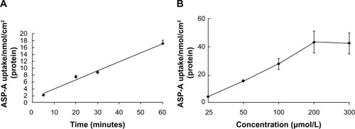 Figure 8 Time- and concentration-dependent uptake of ASP-A in Caco-2.