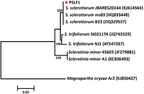 Fig. 2 (Colour online) Phylogenetic tree constructed with the ITS-5.8S rDNA sequence of the isolate from this study (PSLF1), and other species of Sclerotinia retrieved from GenBank. Magnaporthe oryzae was used as the out-group taxon. The bar indicates nucleotide substitutions per site. Numbers of bootstrap support values ≥ 50% based on 1000 replicates.