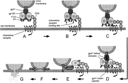 Figure 1 HIV-1 entry via CD4 and coreceptor binding gp120 binds to CD4 (A) and undergoes conformational changes that expose the co-receptor binding site (B) and enable binding to the chemokine receptor (C). Structural changes are then induced in gp41 that extend the helical domains to form a ‘pre-hairpin intermediate’ (D). The hydrophobic fusion peptide inserts into the target cell membrane, causing gp41 to span between the virus and cell membranes. The gp41 helices then fold into a six-helix bundle, bringing together the N-terminal and C-terminal domains and thus the viral and cellular membranes (E). Contact between the membranes allows mixing of the outer leaflets followed by the development of a fusion pore (G). gp120 is omitted from panels F and G for the sake of clarity. Reprinted with permission from CitationStarr-Spires LD, Collman RG. 2002. HIV-1 entry and entry inhibitors as therapeutic agents. Clin Lab Med, 22:681–701. Copright 2002 © Elsevier.