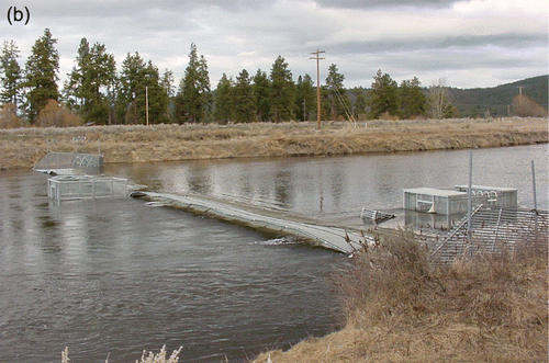 Figure 4b. Photo of complete trap in Williamson River, Oregon (Photographer: J. Anderson).