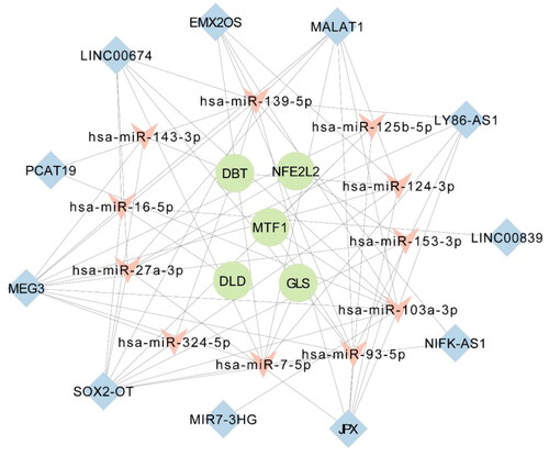Figure 6. The ceRNA network of 11 lncRNAs,11 miRNAs, and five cuproptosis-related mRNAs.