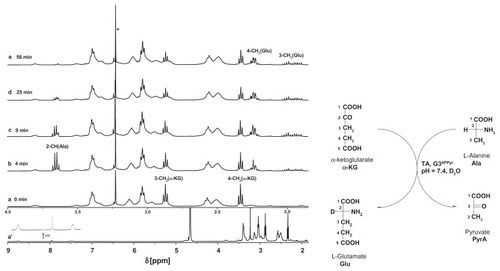 Figure 7 Relevant fragments of 1H NMR spectra of reaction mixtures, containing α-ketoglutarate (20 mM), glutamic-pyruvic transaminase (3 units), G34PLP (2 mM); the full spectrum is presented in (a) in the inset two resonances of PLP substituent at 8.8 ppm (H-7) and 7.5 ppm (H-6) are shown together with residual NH (PAMAM) resonance. (b) α-ketoglutarate and L-alanine (initial concentrations 20 mM), glutamic-pyruvic transaminase (3 units), and G34PLP (2 mM) after four minutes of reaction. (c–e) Components as in (b) after 9, 25, and 56 minutes, respectively.Note: The assignments of resonances were done according to the numbering scheme (shown in the right margin).Abbreviations: NMR, nuclear magnetic resonance; PAMAM, polyamidomine; PLP, pyridoxal phosphate.