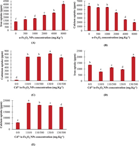 Figure 3. Changes in elements uptake in maize roots. A,B: seedlings treated with different hematite NPs concentrations. C–E: seedlings treated with Cd2+ concentrations only or combined with 500 mg kg−1 hematite NPs. The values reported in the figure are means ± standard deviation of three replicates. Different letters on the bars indicate significant differences among treatments as evaluated by Duncan's multiple comparison test (p < .05).