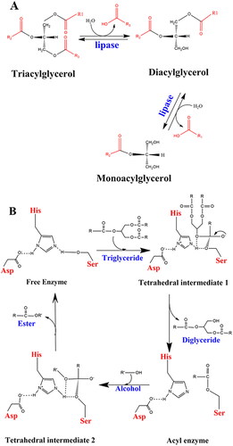 Figure 1. (A) Hydrolysis of triglycerides. (B) Catalytic mechanism of lipolysis in Pseudomonas aeruginosa (adapted from Jegannathan et al., Citation2008 and Röttig et al., Citation2010).