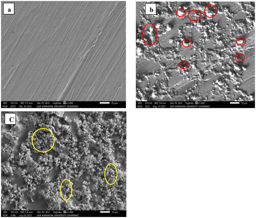 Figure 9. SEM images of MS surface taken with the scale of 10 µm and 10.0 kV: a) polished surface b) 4 h placed in 1 M HCl c) 4 h placed in 1 M HCl with 150 ppmVILE.