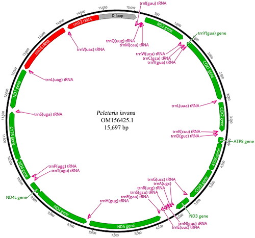 Figure 2. The mitochondrial genome map of Peleteria iavana. Arrangement of 37 genes represented in the map, including 13 protein-coding genes, 22 tRNA genes, and two rRNA genes. A circular mitochondrial genome map was drawn using Geneious Prime 2020.2.2 (Kearse et al. Citation2012). Display full size protein-coding gene, Display full size control region, Display full size rRNA gene, Display full size tRNA gene.