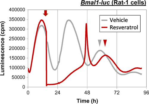 Fig. 2. Resveratrol shifts circadian phase of cultured fibroblasts.