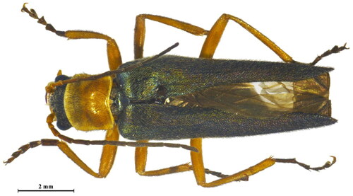 Figure 1. The male habitus of Themus foveicollis in dorsal view. Scale bar: 2 mm. The picture was taken by Ya Kang.