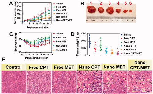 Figure 10. In vivo anticancer efficacy of saline (1), free CPT (2), free MET (3), Nano CPT (4), Nano MET (5), and Nano CPT-MET (6) examined in nude mice HepG2 xenograft model. (A) The growth curves of xenograft tumor inoculated on nude mice treated with 5 mg/kg. (B) The images of tumors and representative mice in each group were taken at the end of treatment. (C) Body weight of the mice. (D) Tumor weight of the mice. (E) Tumor inhibition efficacy was investigated by H&E staining analysis.