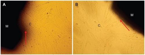 Figure 9 Morphology of cells cultured with samples for 3 days: (A) wollastonite nanofiber–doped calcium phosphate cement with 10 wt% wollastonite nanofibers and (B) calcium phosphate cement.Notes: M represents materials; C represents cells; arrow indicates interface between materials and cells.