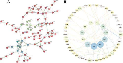 Figure 3 Construction of the protein–protein interaction network of Gentiopicroside and gastric cancer’ associated targets. (A) Clusters of screened PPI networks. (B) The top 10 potential effective targets in gastric cancer.