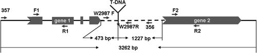 Fig. 5. T-DNA insertional site and its target gene structure in the mutant W2987 of F. oxysporum f. sp. cubense. The predicted gene 1 contains an open reading frame (ORF) with four exons (dark) separated by three introns (interval between exons). Gene 2 contains no intron. The T-DNA was inserted at 473 bp downstream of the gene 1 ORF and at 1227 bp upstream of gene 2 ORF. Short arrows indicate the primers used in the study. The specific primer set W2987 F / W2987 R for identification of F. oxysporum f. sp. cubense tropical race 4 was designed from the 3′ untranslated region (UTR) of the target gene (gene 1).