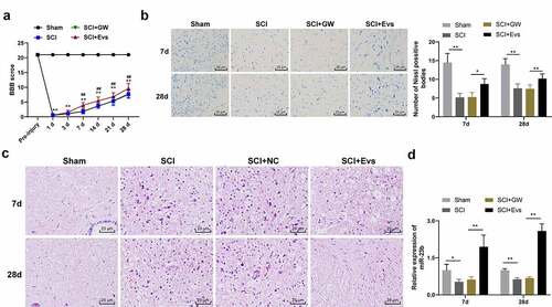 Figure 2. BMSC-EVs improve motor dysfunction and tissue damage of hindlimbs in SCI rats. (a) Motor recovery of hindlimbs of SCI rats assessed by BBB scoring at before modeling and days 1, 3, 7, 14, 21, and 28 after modeling (N = 24/12); (b) Nissl staining analysis of nerve cell injury in SCI rat spinal cord tissues on days 7 and 28 after modeling (200×); (c) HE staining analysis of SCI rat spinal cord histopathological changes on days 7 and 28 after modeling (200×); (d) RT-qPCR for expression of miR-23b in injured spinal cord tissue. n = 6. Data are expressed as mean ± standard deviation and analyzed using one-way ANOVA, with post hoc tests using Tukey’s multiple comparisons test, *p < 0.05, **p < 0.01, ##p < 0.01 (** indicates SCI group vs. sham group, ## indicates SCI+EVs group vs. SCI group)