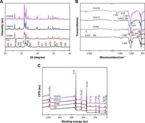 Figure 2 (A) XRD patterns, (B) FTIR spectra and (C) XPS for various powders.Abbreviations: CHA, carbonated hydroxyapatite; FTIR, Fourier transform infrared spectra; HA, hydroxyapatite; XPS, X-ray, photoelectron spectroscopy; XRD, X-ray diffraction; CPS, counts per second.