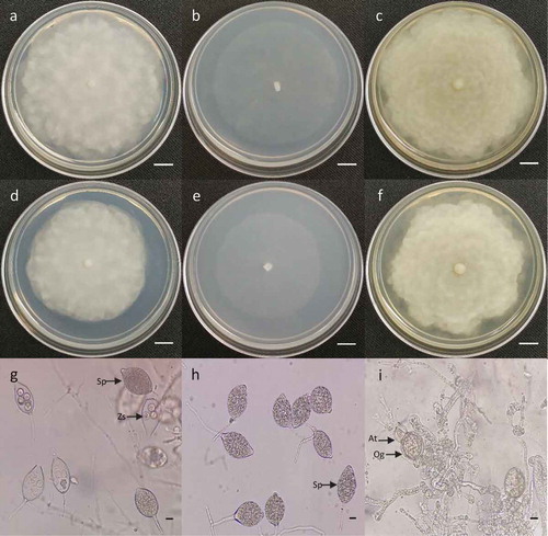Fig. 2 (Colour online) Morphological characteristics of Phytophthora capsici isolated from hot pepper plants. a, d, colony morphology of isolates MACO1 and MAL2 on PDA after 5 days. b, e, colony morphology of isolates MACO1 and MAL2 on CMA after 3 days. c, f, colony morphology of isolates MACO1 and MAL2 on V8A after 5 days. g, sporangia (Sp) and zoospores (Zs) from isolate MACO1. h, sporangia (Sp) from isolate MAL2. i, antheridium (At) and oogonium (Og) produced from the pairing of isolates MACO1 and MAL2 on CMA for 20 days. Bars: a–f = 1 cm, g–i = 10 µm.