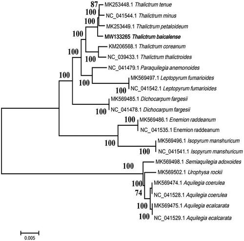 Figure 1. The maximum-likelihood (ML) phylogenetic tree of 21 complete chloroplast genome sequences.