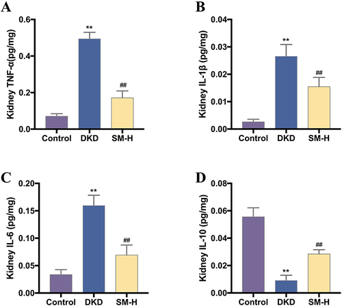 Figure 13 SM ameliorated the inflammatory response in DKD rats. (A) Levels of TNF-α in the kidney. (B) Levels of IL-1β in the kidney. (C) Levels of IL-6 in the kidney. (D) Levels of IL-10 in the kidney. Data are expressed as mean ± SD (n = 6). ** P < 0.01, compared with the control group; ## P < 0.01, compared with the DKD group.