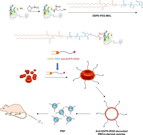 Figure 1 Schematic of the preparation process of PRP.Notes: The process can be divided into the following three main steps: construction of DSPE-PEG-anti-EGFR-iRGD, collection and insertion of RBCm, and extrusion of anti-EGFR-iRGD-decorated RBCm and PTX. PRP, PTX-loaded RBCm-derived microvesicles functionalized with anti-EGFR-iRGD; RBCm-PTX, PTX-loaded RBCm-derived microvesicles.Abbreviations: DSPE-PEG-MAL, 1,2-distearoyl-sn-glycero-3-phosphoethanolamine-N-(maleimide[polyethylene glycol]-3400); PEG, poly(ethylene glycol); PTX, paclitaxel; RBC, red blood cell; RBCm, RBC membrane.