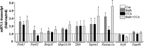 Figure 3. Real-time PCR analysis of mitophagy mRNA expression in control and CCA myotubes, treated with vehicle (Con) or bafilomycin A1 (BafA). Transcript levels were normalized to both Actb and Gapdh (*P < 0.05, vs. control levels of the same transcript).