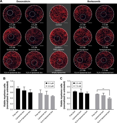 Figure 6 Free and liposomal chemotherapy tested in the 3D myeloma–BM model.Notes: (A) Confocal overview pictures showing 3D cocultures 48 hours after treatment. MSCs, EPCs, and myeloma cells were visualized staining f-actin (phalloidin, red). The border of each plug is indicated by a white dashed circle. The insertion site of each culture is indicated by a dotted white circle. The scale bars represent 1,000 µm. Cultures were treated with doxorubicin (six left images) or bortezomib (six right images) both with free drug, untargeted liposomes, and VLA-4 targeted liposomes (both ~75 nm). Controls were taken along with no treatments or sham treatments (PBS or empty liposomes). (B) Quantification of viable myeloma cells, 48 hours after doxorubicin treatment and (C) bortezomib treatment. (D) Quantification of viable supporting cells, 48 hours after doxorubicin treatment and (E) bortezomib treatment. Data are presented as mean ± SD (n=3). **P<0.01, ***P<0.001.Abbreviations: EPCs, endothelial progenitor cells; MSCs, mesenchymal stromal cells; VLA-4, very late antigen-4.