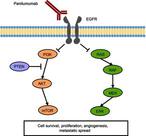 Figure 1 Panitumumab, a fully humanized monoclonal IgG2 antibody, inhibits the EGFR pathway.Abbreviations: AKT, AKT8 virus oncogene cellular homolog; EGFR, epidermal growth factor receptor; ERK, extracellular signal–regulated kinase; MEK, mitogen-activated protein kinase kinase; mTOR, mammalian target of rapamycin; PI3K, phosphatidyilinositol 3-kinase; PTEN, phosphatase and tensin homolog; RAF, v-Raf murine sarcoma viral oncogene homolog; RAS, rat sarcoma viral oncogene homolog.