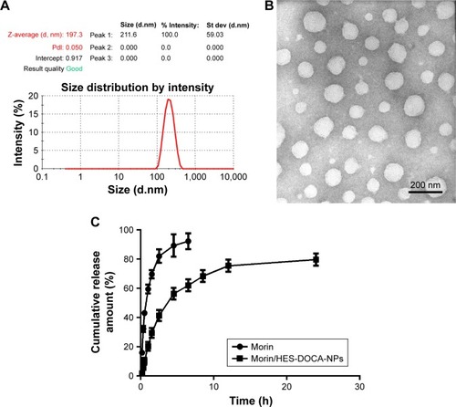 Figure 2 Characterization of Morin/HES-DOCA-NPs. (A) Particle size distribution of Morin/HES-DOCA-NPs; (B) negative-stain TEM image of Morin/HES-DOCA-NPs and (C) drug release profiles from Morin/HES-DOCA-NPs in PBS solution (pH 7.4) at 37°C.Abbreviations: Morin/HES-DOCA-NPs, hydroxyethyl starch-deoxycholic acid nanoparticles-loaded Morin; TEM, transmission electron microscopy; PBS, phosphate-buffered saline; St dev, standard deviation.