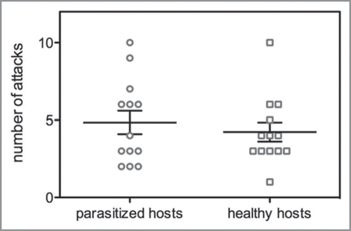 Figure 1 Number of attacks on healthy and Endaphis parasitized hosts by the aphid predator, Micromus timidus. The aphid predator does not discriminate parasitized host, which keeps a strong selection pressure on the parasitoid for induced emergence response.