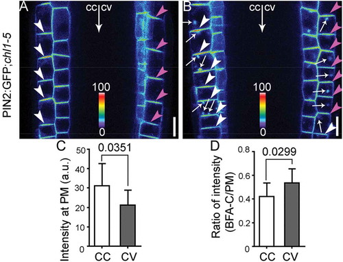 Figure 2. Chl1‐5 shows differential dynamic distribution of PIN2 in horizontally placed roots.